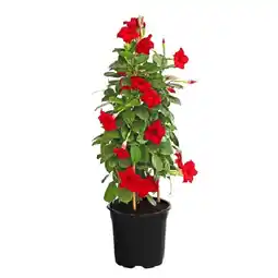 Dehner Dipladenie, Pyramide Topf Ø17 cm Dehner Angebot