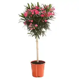 Dehner Oleander, Stämmchen Topf Ø20 cm Dehner Angebot
