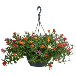Dehner Portulakröschen, Ampel Ø27 cm Dehner Angebot
