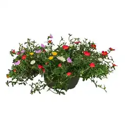Dehner Portulakröschen, Schale Ø23 cm Dehner Angebot