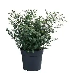 Dehner Eukalyptus, Busch Topf Ø27 cm Dehner Angebot