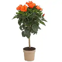 Dehner Zimmerhibiskus - Hibiscus rosa-sinensis, Stämmchen, verschiedene Farben Topf Ø17 cm Dehner Angebot