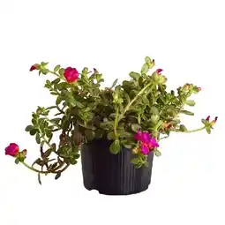 Dehner Portulakröschen Topf Ø11 cm Dehner Angebot