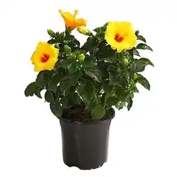 Dehner Zimmerhibiskus - Hibiscus rosa-sinensis, Busch, verschiedene Farben Topf Ø17 cm Dehner Angebot