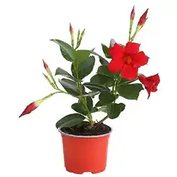 Dehner Dipladenie Topf Ø12 cm Dehner Angebot