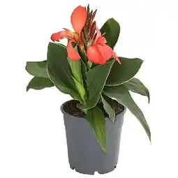 Dehner Indisches Blumenrohr Topf Ø12 cm Dehner Angebot
