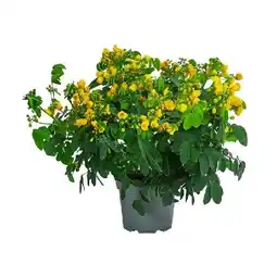 Dehner Gewürzrinde, Busch Topf Ø17 cm Dehner Angebot
