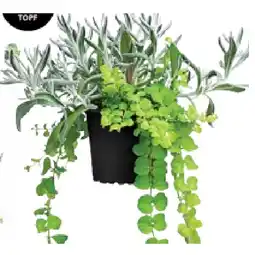 Dehner Currykraut und Gilbweiderich Topf Ø13 cm Dehner Angebot