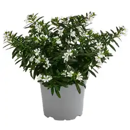 Dehner Köcherblümchen Topf Ø11 cm Dehner Angebot