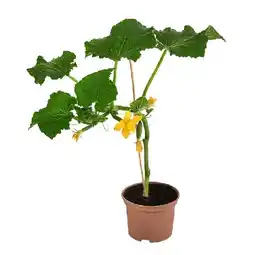 Dehner Mini Schlangengurke Topf Ø10,5 cm Dehner Angebot