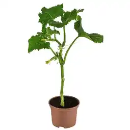 Dehner Snackgurke Topf Ø10,5 cm Dehner Angebot