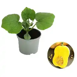 Dehner Speisekürbis 'Butternut' Topf Ø10,5 cm Dehner Angebot