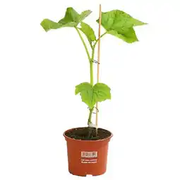 Dehner Schlangengurke Topf Ø12 cm Dehner Angebot