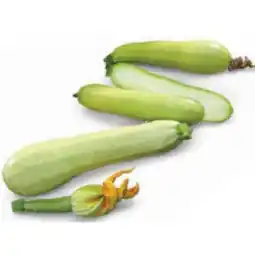 Dehner Zucchini 'Snowwhite' Topf Ø10,5 cm Dehner Angebot