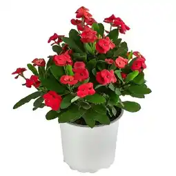 Dehner Christusdorn 'Tiara' Topf Ø10,5 cm Dehner Angebot