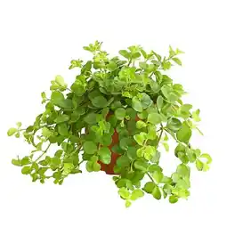 Dehner Peperomie Topf Ø11 cm Dehner Angebot