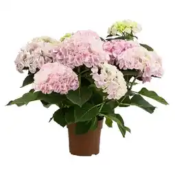 Dehner Hortensie 'Sonnenstein' Topf Ø14 cm Dehner Angebot
