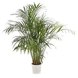 Dehner Goldfruchtpalme Topf Ø19 cm Dehner Angebot