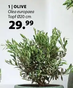 Dehner Olive Angebot