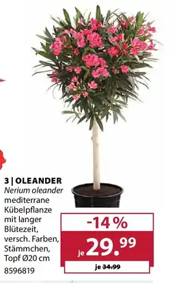 Dehner Oleander Angebot