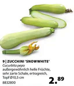 Dehner Zucchini 'snow white' Angebot