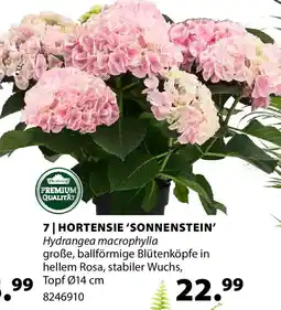 Dehner Hortensie 'sonnenstein' Angebot