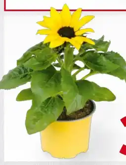 Billa Sonnenblumen Angebot