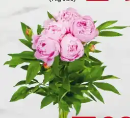 Billa Pfingstrosen Angebot