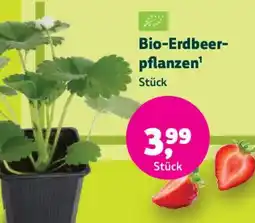 Denn's Biomarkt Bio-Erdbeer- pflanzen' Angebot