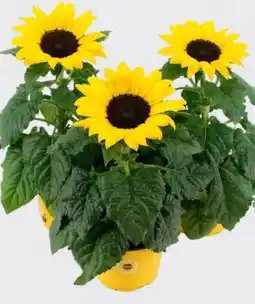 Eurospar Sonnenblumen Angebot