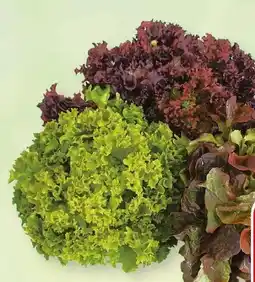SPAR Gourmet Spar Natur pur BIo-Mixsalat Angebot