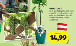 Hofer WEINSTOCK Angebot