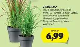 Hofer ZIERGRAS Angebot