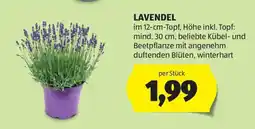 Hofer LAVENDEL Angebot