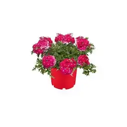Hellweg Beet- und Balkonpflanzen Eisenkraut 589480 HELLWEG Angebot