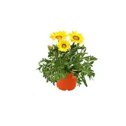 Hellweg Beet- und Balkonpflanzen Gazania 566724 HELLWEG Angebot