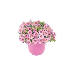 Hellweg Beet- und Balkonpflanzen Zauberglöckchen 922323 HELLWEG Angebot