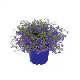 Hellweg Beet- und Balkonpflanzen Männertreu 870916 HELLWEG Angebot