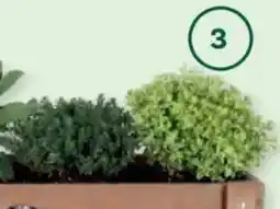 Bellaflora Italienische kräuter Angebot