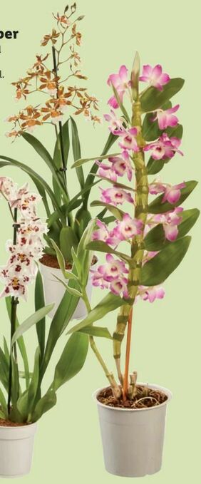 Lidl Orchidee Angebot
