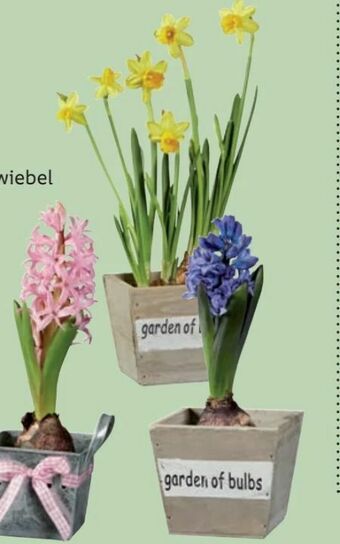 Lidl Blumenzwiebeln Angebot