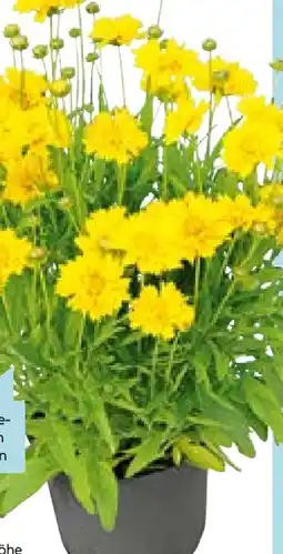 Hellweg Plantiflor Großblumiges Mädchenauge P19 Angebot