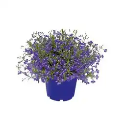 Hellweg Plantiflor Männertreu Richardii Topf Angebot