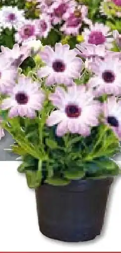 Hellweg Plantiflor Kapkörbchen Angebot