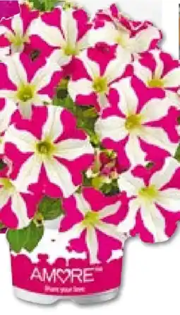 Hellweg Plantiflor Petunia Topf Durchmesser Angebot