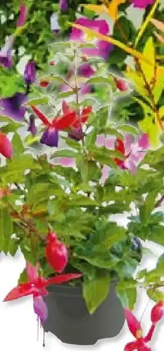 Hellweg Plantiflor Fuchsie Angebot