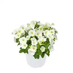 Hellweg Plantiflor Zauberglöckchen Angebot