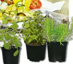 Hellweg Plantiflor Gourmetkräuter Angebot