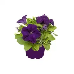 Hellweg Plantiflor Petunie Angebot