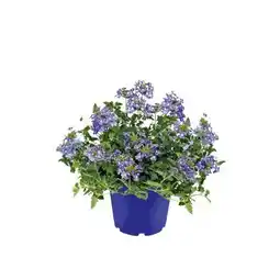 Hellweg Plantiflor Verbene Angebot